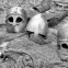 Úniková miestnosť - Soviet Spy Mission