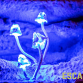 Escape room DAS SEELENBUCH VON RIM 'KA - KAPITEL 1