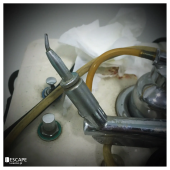 Psychopathic dentist