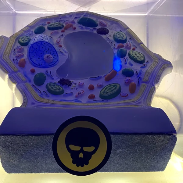 Фотографія кімнати