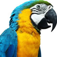 Skrzydlaci Uciekinierzy