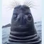 koziorekfb