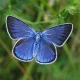 Celastrina