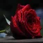 RedRose