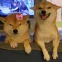 Team Shibi