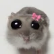 kvvzak