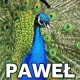 Paw E.