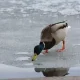werrorr