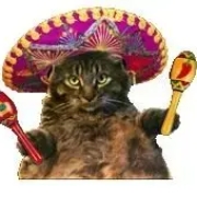 Koty w sombrero