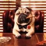 Don Weronigga  - the pugfather