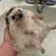 booci