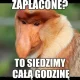 Janusz i Grażyna Eskejpu Drużyna