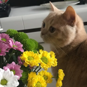 Muffiny