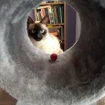 Maya the Cat