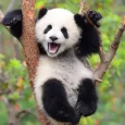 Wanda Panda