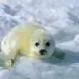 FluffySeal