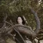 celina.fugowska