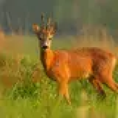 Sarna